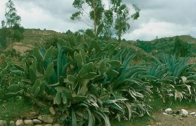 Equa_0054.jpg